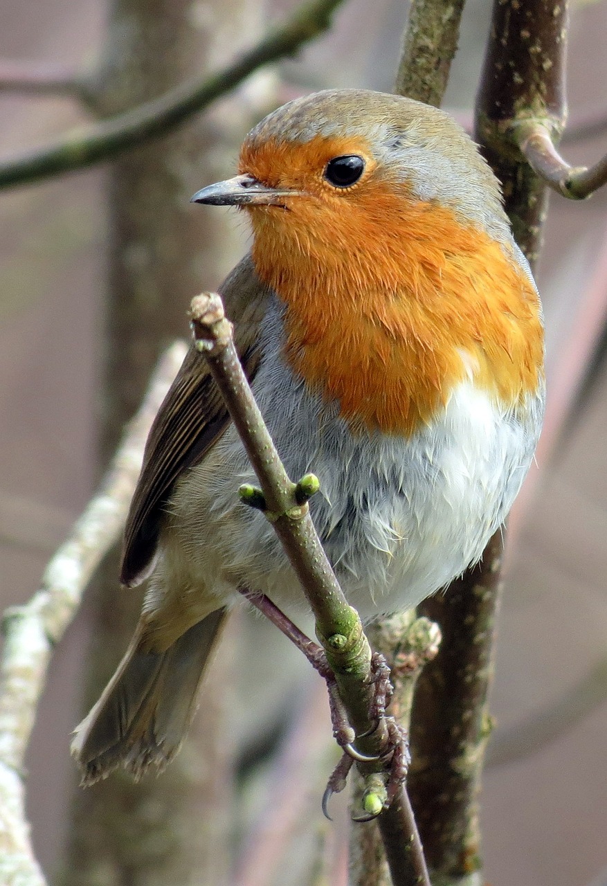 robin, european robin, erithacus rubecula-534826.jpg