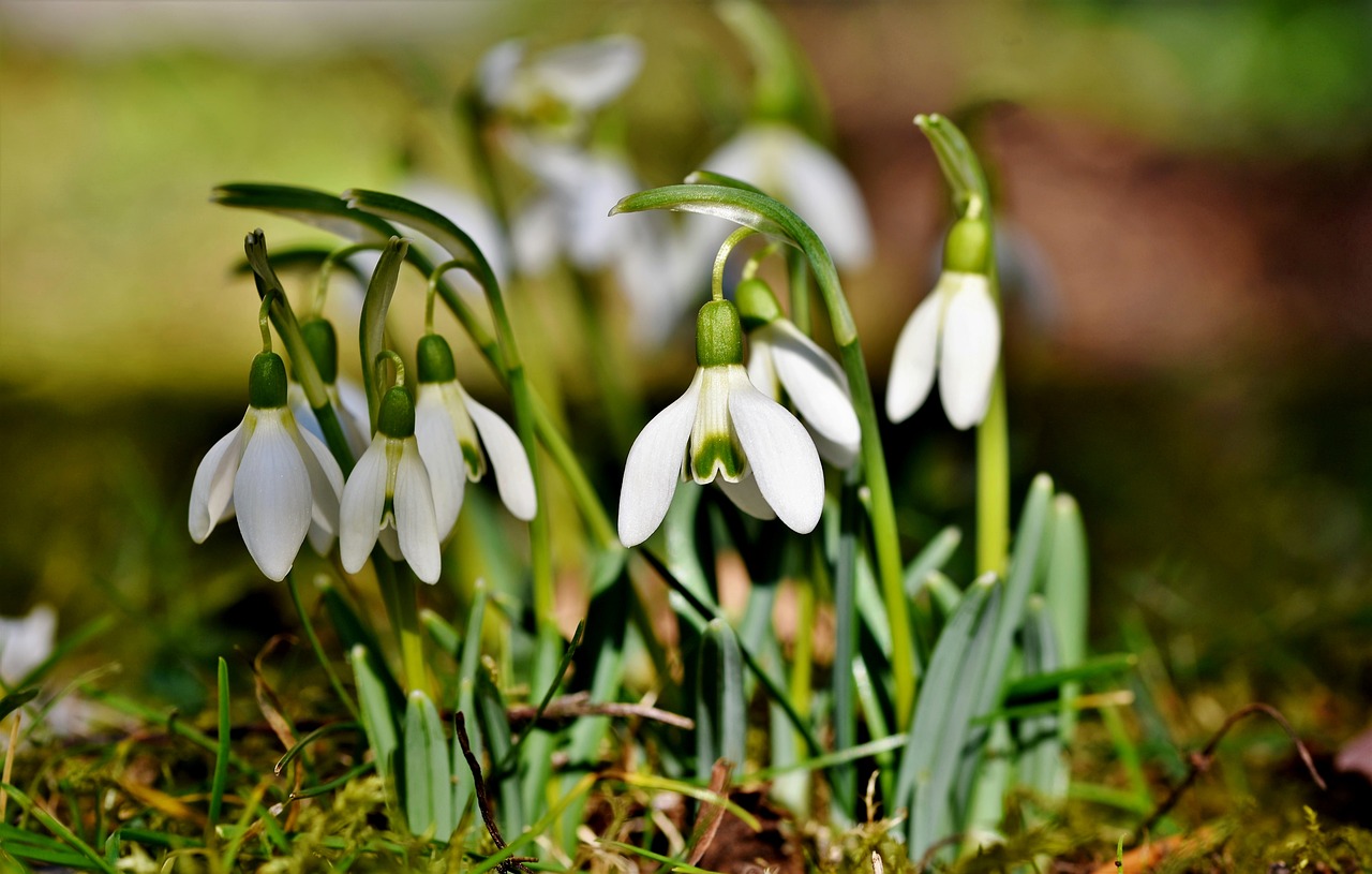 snowdrop, snow bell, spring bells-4014803.jpg